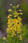 Loomis' yellow loosestrife